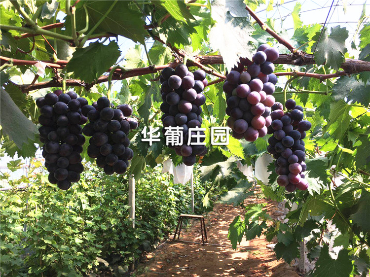 小袋顆粒包裝機(jī)成為自動(dòng)化設(shè)備中的代表作