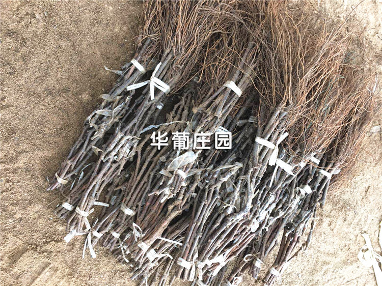 貼標(biāo)機(jī)與流水線怎樣對(duì)接你知道嗎？